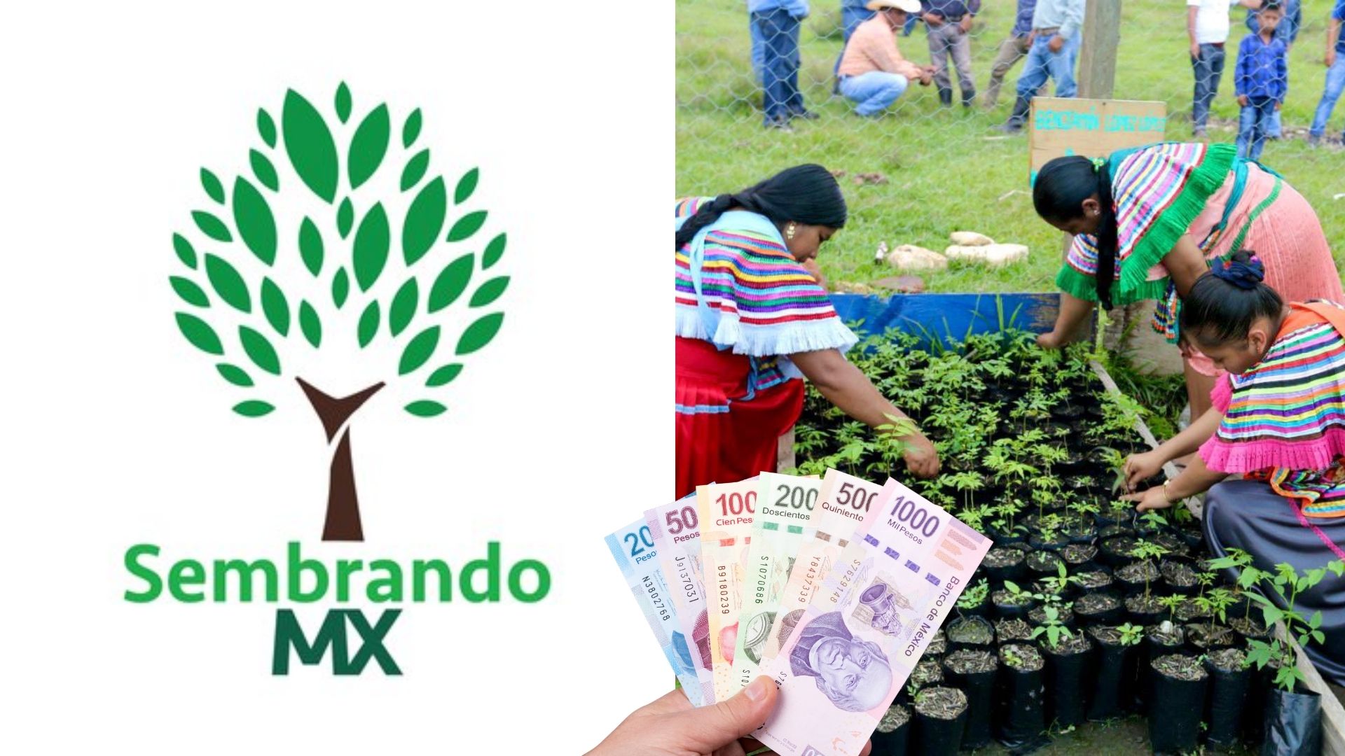 Sembrando Vida: Necesitas cumplir esta condición para recibir $6,450 cada mes / ESPECIAL