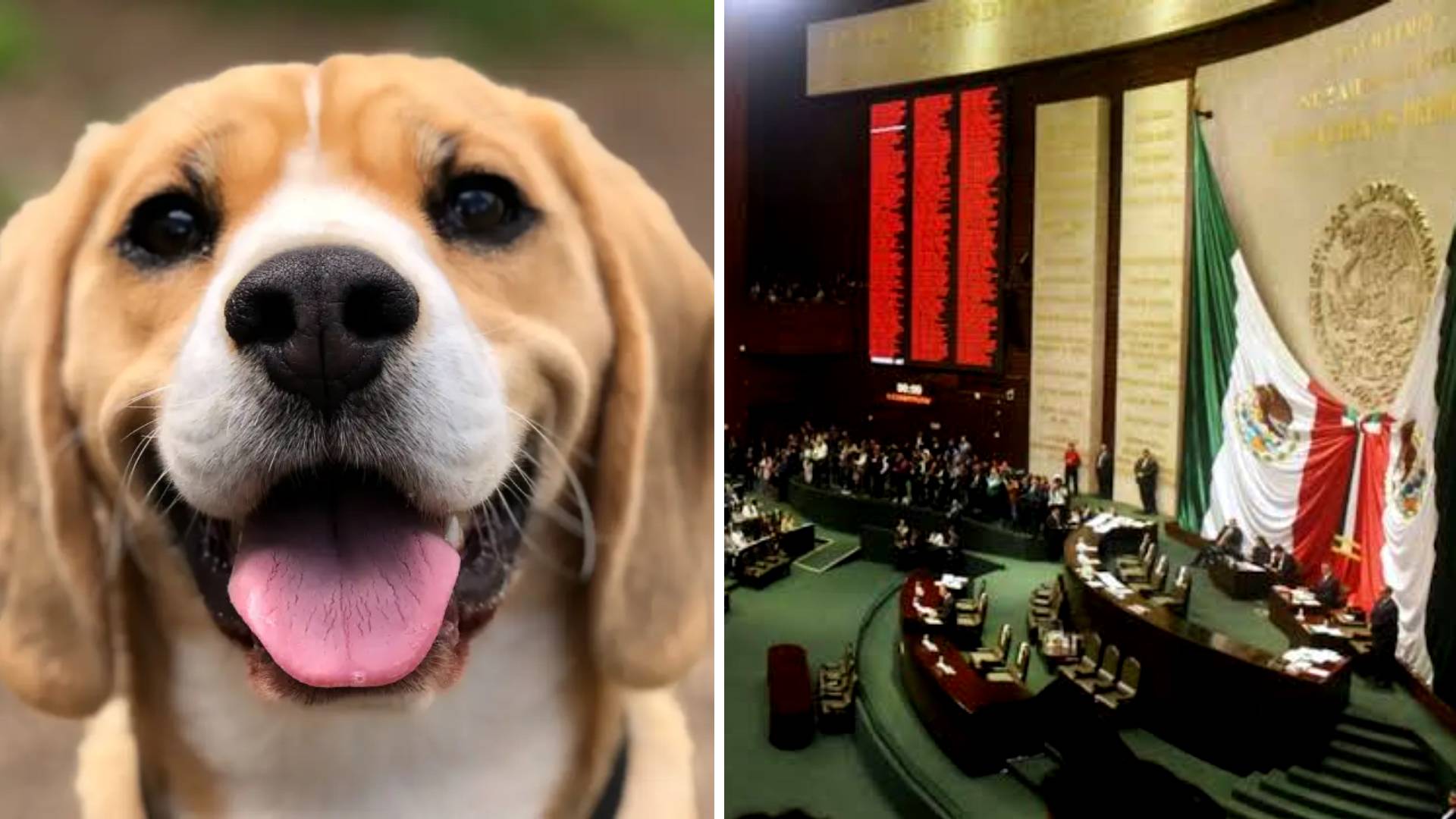 La Cámara de Senadores aprueba el buen trato para mascotas y animales en general Captura X