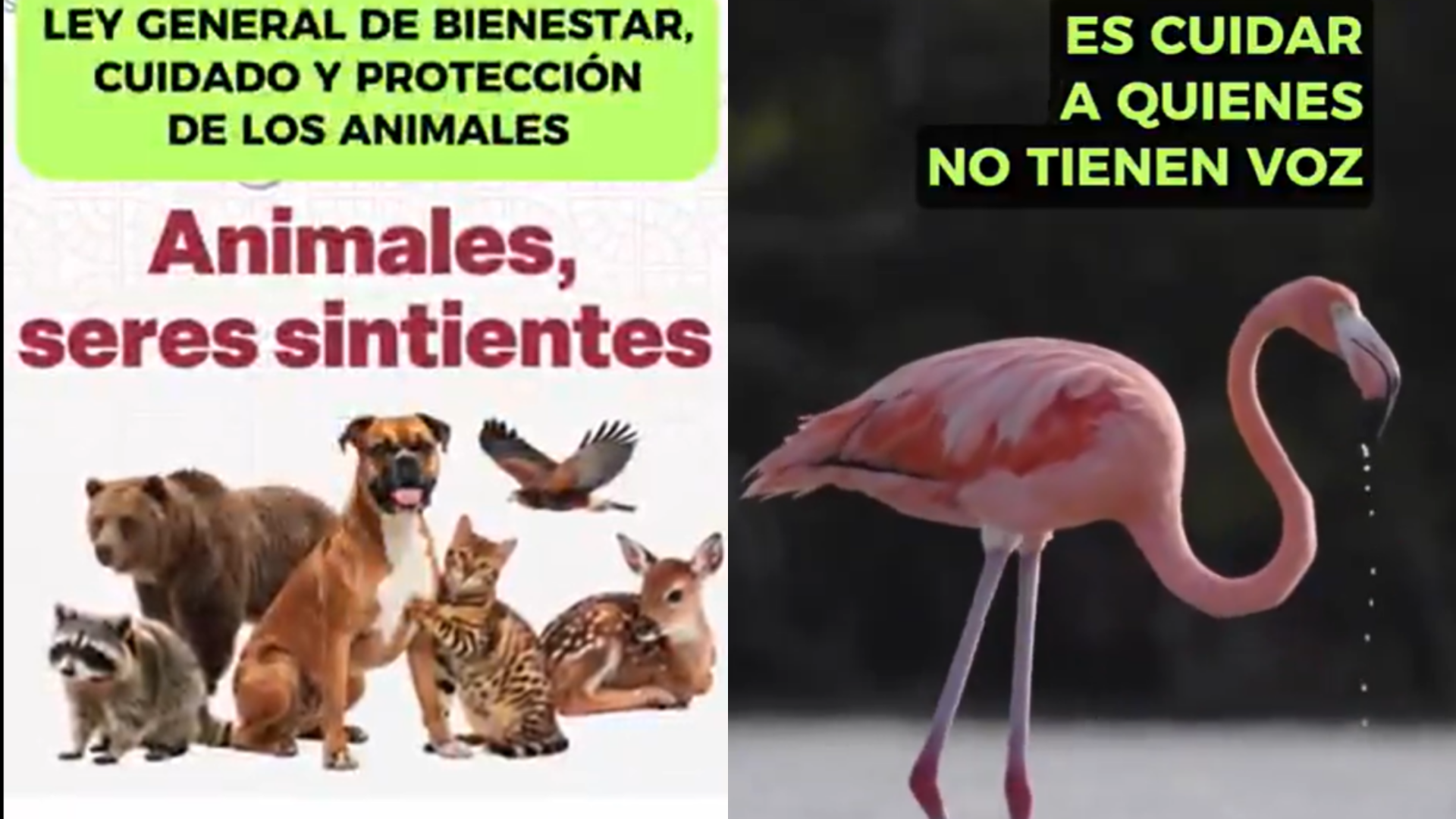 Multas en la Ley de Bienestar Animal: así serían las sanciones por maltrato, abandono y crueldad /X@SEMARNAT_mx