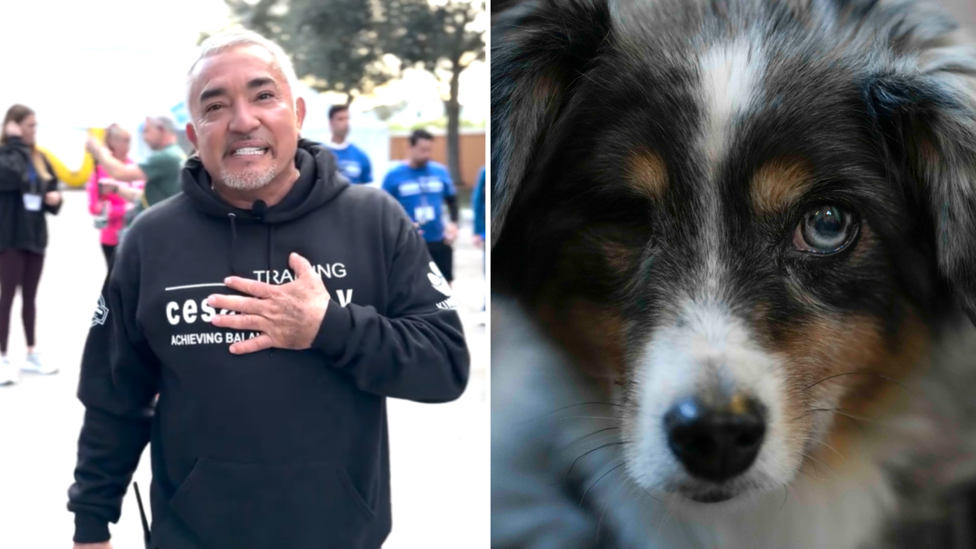 César Millán, entrenador canino: “Si el maestro no tiene paciencia, calma y confianza, ¿cómo puedes aprender?” /X@cesarmillan LAPRESSE
